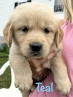 Miss Teal P, a female Golden Retriever for sale in Edinburg, VA – 1 of 6