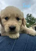 Miss Teal P, a female Golden Retriever for sale in Edinburg, VA – 4 of 6