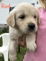Mr Red, a male Golden Retriever for sale in Edinburg, VA – 3 of 10