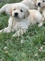 Mr Gray , a male Golden Retriever for sale in Edinburg, VA – 6 of 6