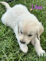 Miss Lilac, a female Golden Retriever for sale in Edinburg, VA – 5 of 7
