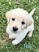 Miss Teal, a female Golden Retriever for sale in Edinburg, VA – 4 of 8