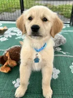 Pixies Miss Teal , a female Golden Retriever for sale in Edinburg, VA – 2 of 6
