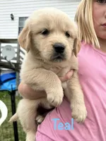 Miss Teal P, a female Golden Retriever for sale in Edinburg, VA – 6 of 6
