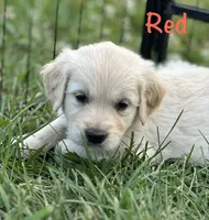 Mr Red, a male Golden Retriever for sale in Edinburg, VA – 2 of 10