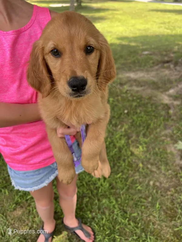 Purple – Golden Retriever puppy for sale in Edinburg, VA