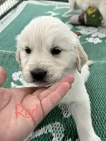 Red, a male Golden Retriever for sale in Edinburg, VA – 6 of 6