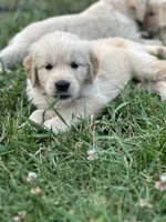 Mr Red, a male Golden Retriever for sale in Edinburg, VA – 8 of 10