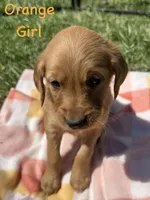Orange girl , a female Golden Retriever for sale in Edinburg, VA – Photo 4 of 6