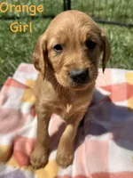 Orange girl , a female Golden Retriever for sale in Edinburg, VA – Photo 5 of 6