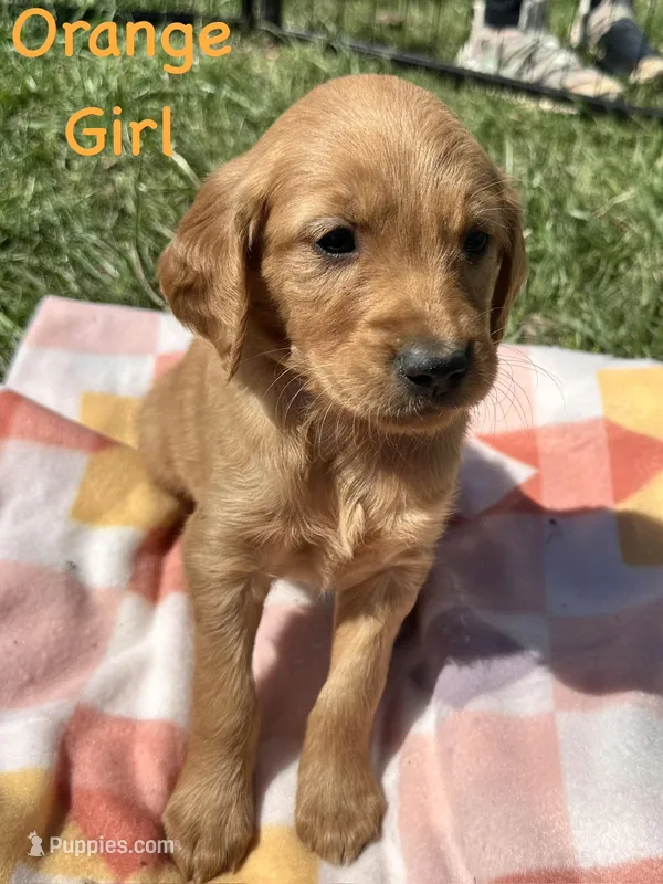 Orange girl  – Golden Retriever puppy for sale in Edinburg, VA