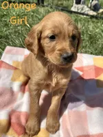 Orange girl , a female Golden Retriever for sale in Edinburg, VA – Photo 1 of 6