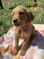 Orange girl , a female Golden Retriever for sale in Edinburg, VA – Photo 3 of 6