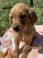 Orange girl , a female Golden Retriever for sale in Edinburg, VA – Photo 2 of 6