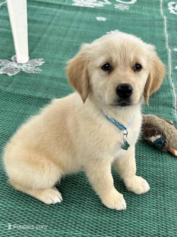 Pixies Miss Teal  – Golden Retriever puppy for sale in Edinburg, VA