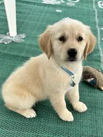 Pixies Miss Teal , a female Golden Retriever for sale in Edinburg, VA – 1 of 6