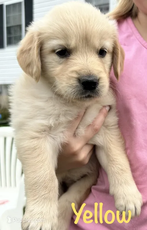 Miss Yellow , a female Golden Retriever for sale in Edinburg, VA – 1 of 7