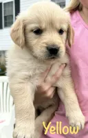 Miss Yellow , a female Golden Retriever for sale in Edinburg, VA – 1 of 7