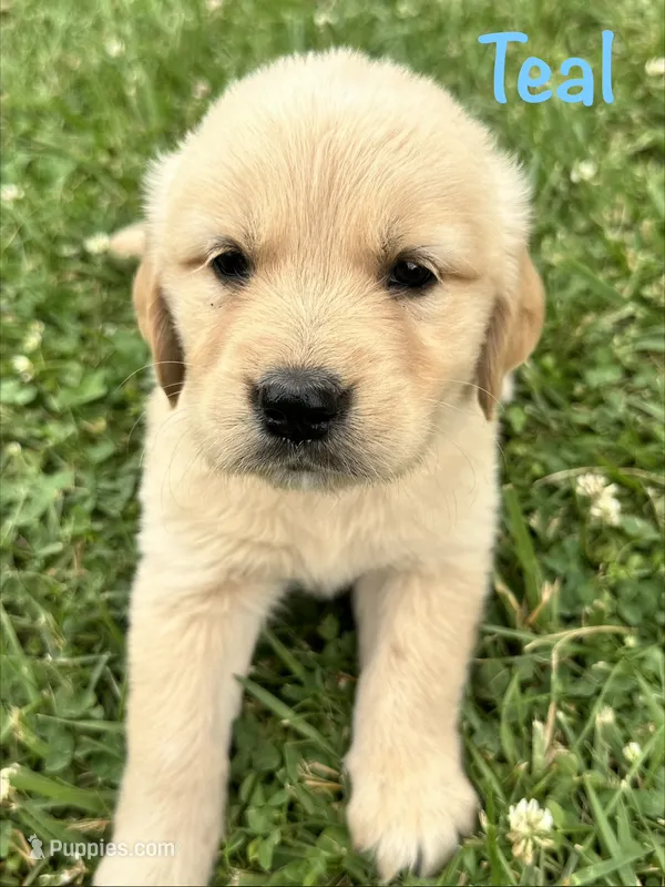 Miss Teal P – Golden Retriever puppy for sale in Edinburg, VA