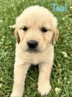 Miss Teal P, a female Golden Retriever for sale in Edinburg, VA – 3 of 6