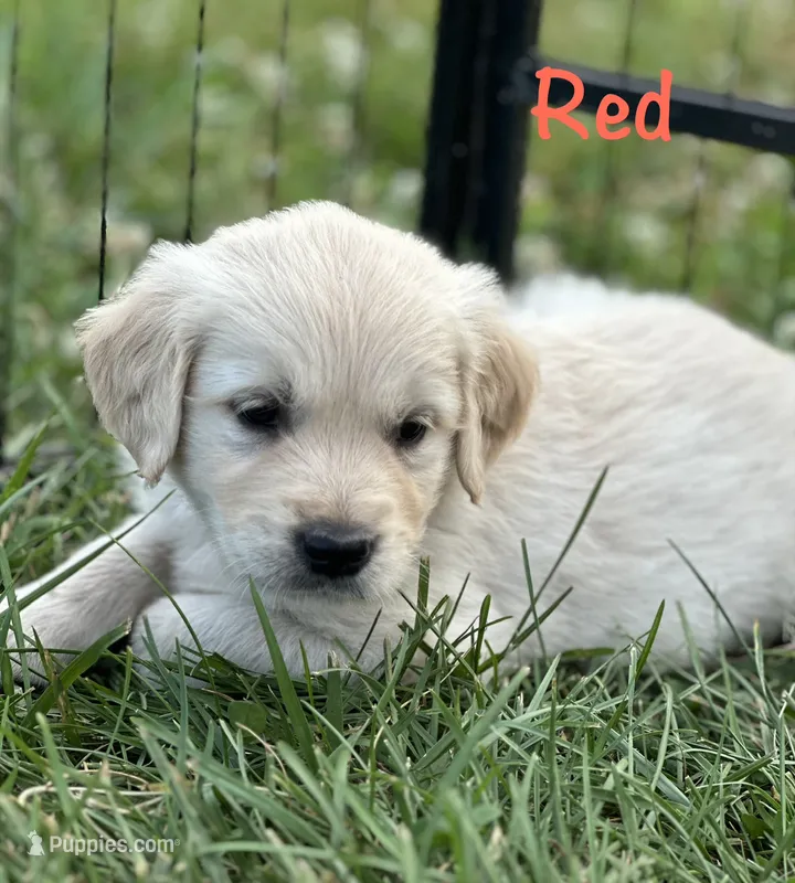 Mr Red – Golden Retriever puppy for sale in Edinburg, VA