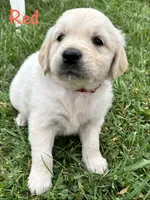 Mr Red, a male Golden Retriever for sale in Edinburg, VA – 4 of 10