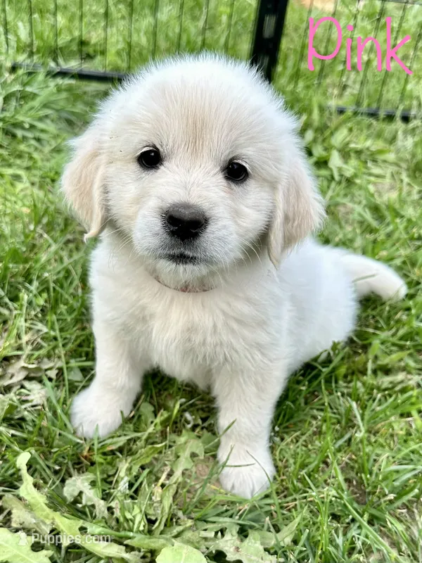 Miss Pink – English Cream Golden Retriever puppy for sale in Edinburg, VA