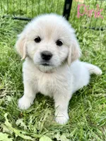 Miss Pink, a female English Cream Golden Retriever for sale in Edinburg, VA – 1 of 5