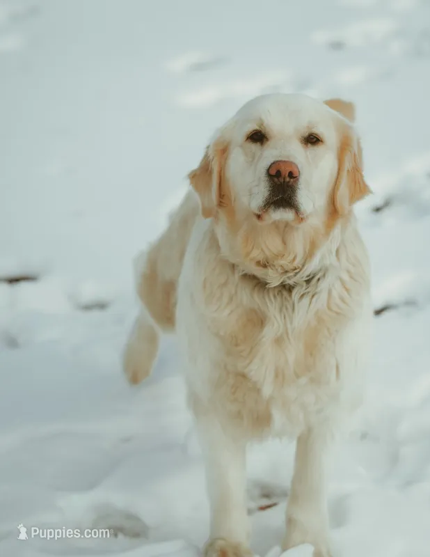 Red – Golden Retriever puppy for sale in Edinburg, VA