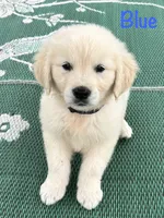 Mr Blue, a male Golden Retriever for sale in Edinburg, VA – 3 of 10