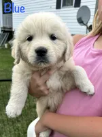 Mr Blue, a male Golden Retriever for sale in Edinburg, VA – 9 of 10