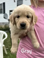 Mr Gray , a male Golden Retriever for sale in Edinburg, VA – 3 of 6