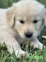 Mr Red, a male Golden Retriever for sale in Edinburg, VA – 6 of 10