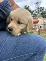 Miss Teal P, a female Golden Retriever for sale in Edinburg, VA – 5 of 6