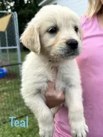 Miss Teal, a female Golden Retriever for sale in Edinburg, VA – 2 of 8
