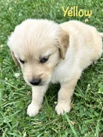 Miss Yellow , a female Golden Retriever for sale in Edinburg, VA – 5 of 7