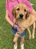 Purple, a female Golden Retriever for sale in Edinburg, VA – 3 of 4