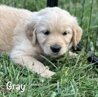 Mr Gray , a male Golden Retriever for sale in Edinburg, VA – 1 of 6