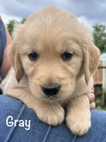 Mr Gray , a male Golden Retriever for sale in Edinburg, VA – 2 of 6
