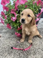 Pink , a female Golden Retriever for sale in Edinburg, VA – 3 of 6