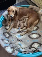 Pink , a female Golden Retriever for sale in Edinburg, VA – 5 of 6