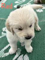 Red, a male Golden Retriever for sale in Edinburg, VA – 2 of 6