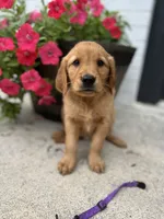 Purple, a female Golden Retriever for sale in Edinburg, VA – 2 of 4