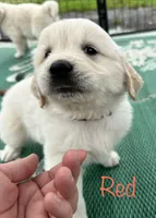Red, a male Golden Retriever for sale in Edinburg, VA – 5 of 6