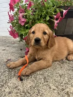 Orange, a female Golden Retriever for sale in Edinburg, VA – 4 of 5