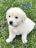 Mr Blue, a male Golden Retriever for sale in Edinburg, VA – 5 of 10