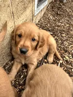 Gray boy, a male Golden Retriever for sale in Edinburg, VA – Photo 3 of 4
