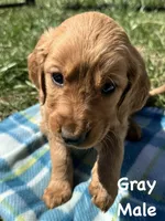 Gray boy, a male Golden Retriever for sale in Edinburg, VA – Photo 1 of 4