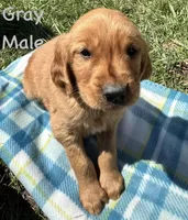 Gray boy, a male Golden Retriever for sale in Edinburg, VA – Photo 2 of 4