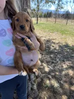 Black male , a male Golden Retriever for sale in Edinburg, VA – Photo 3 of 3